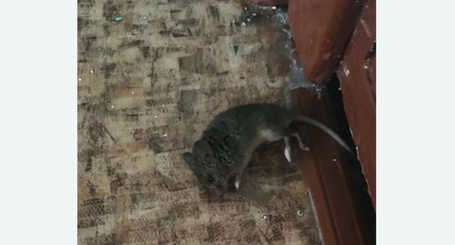 Дезинфекция от мышей в Новоалександровске