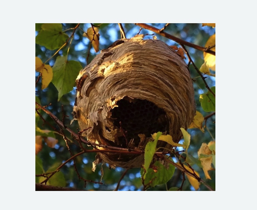 Обработка от шершней в Новоалександровске