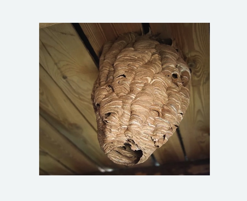 обработка от шершней в Новоалександровске